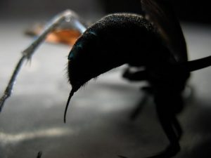 زنبور رتیل‌خوار