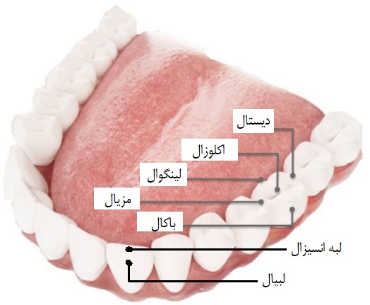 آناتومی سر و دندان ها - سایت نویان