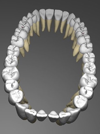 جزوه مرفولوژی دندان
