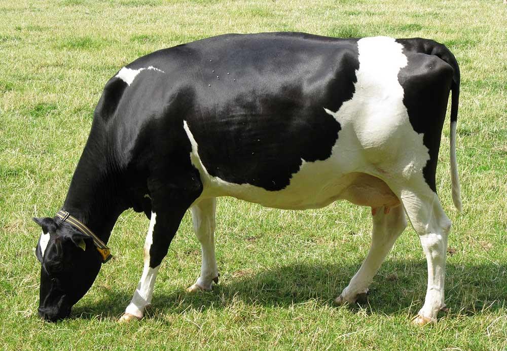 مدیریت تغذیه گاوهای شیری | ماکی دام