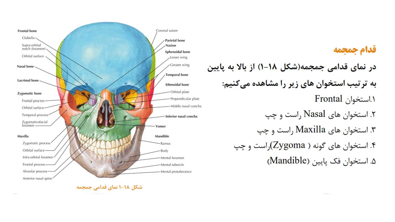 جزوه کامل سر و گردن د.ع.پ.شهیدبهشتی | کاملا رنگی