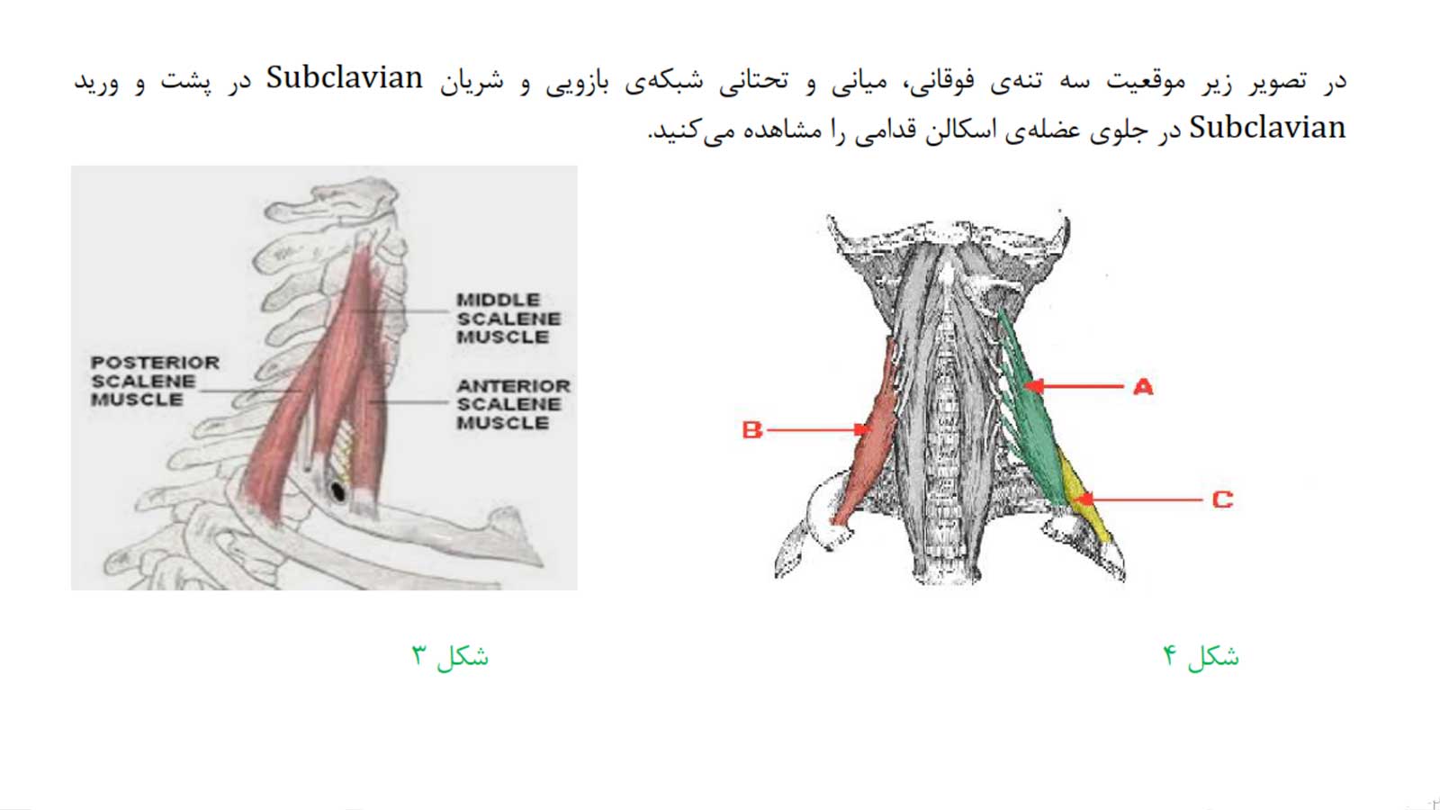 جزوه کامل سر و گردن د.ع.پ.شهیدبهشتی | کاملا رنگی