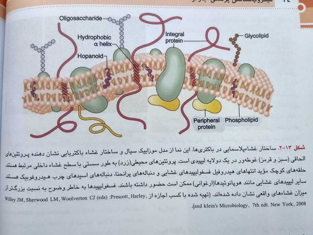 Pdf کتاب میکروب شناسی پزشکی جاوتز فارسی