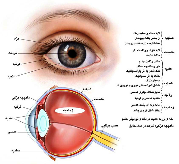 دانلود آناتومی گوش و چشم اکبری | 39 صفحه رنگی