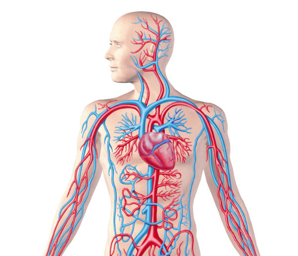 دانلود قوی ترین جزوه فیزیولوژی قلب و گردش خون | 286 صفحه رنگی