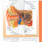 دانلود آناتومی گوش و چشم اکبری | 39 صفحه رنگی