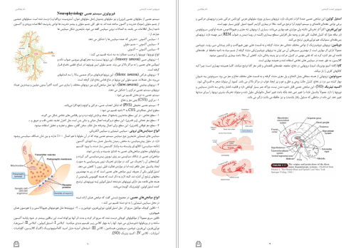 دانلود فیزیولوژی اعصاب دکتر فوالدینی 17 صفحه رنگی
